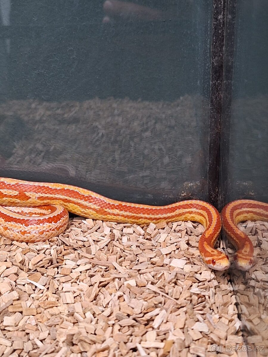 Užovka červená (Amel Tessera) – samička 2 roky - 3