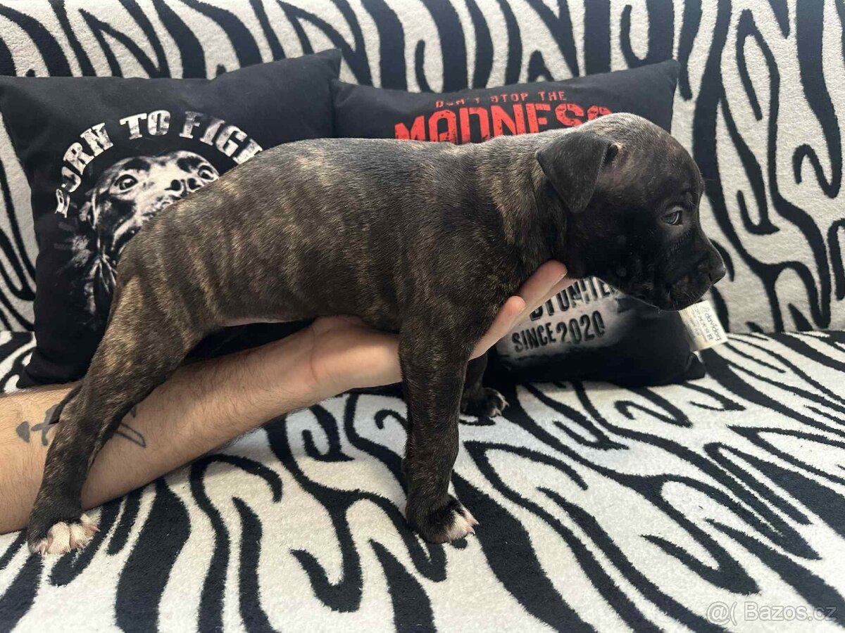 Americký pitbulteriér - 3