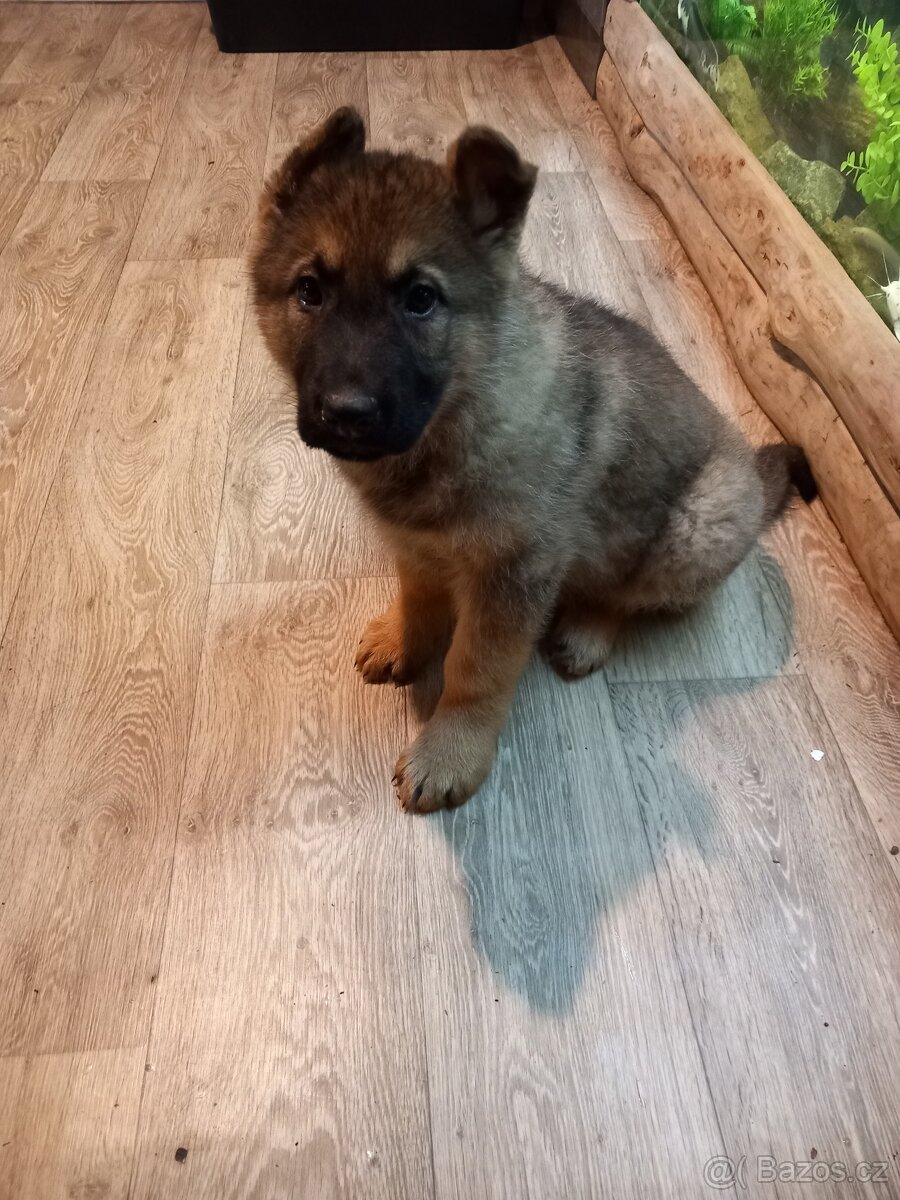 Německý ovčák - 3