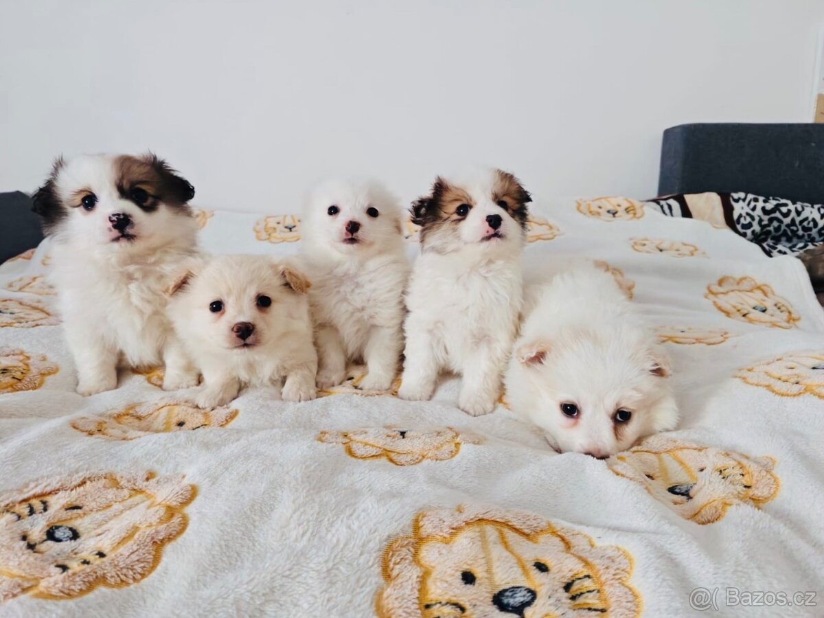 Jorkšírský teriér - 3