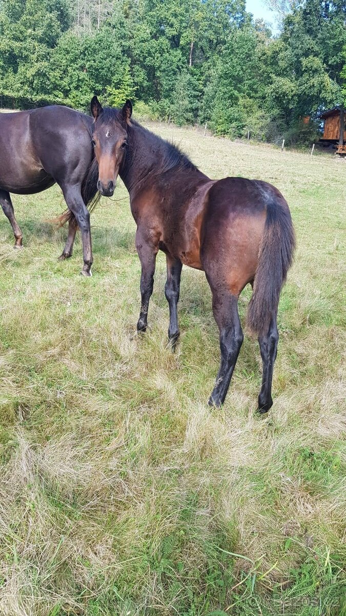 Chovná klisna AQH - 3