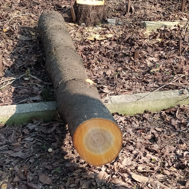 Kmen Višen či kousky pro kutily + ořech - 3