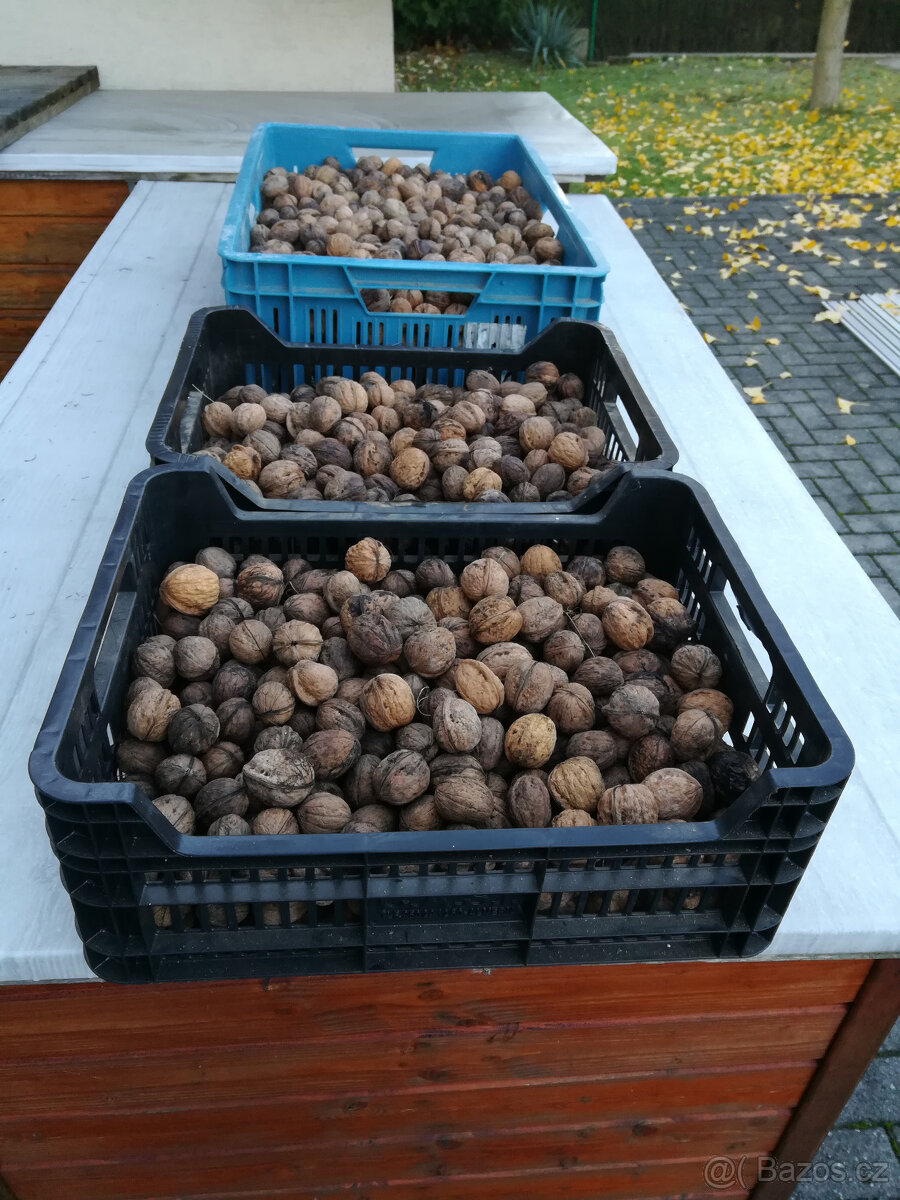 Vlašské ořechy - 3