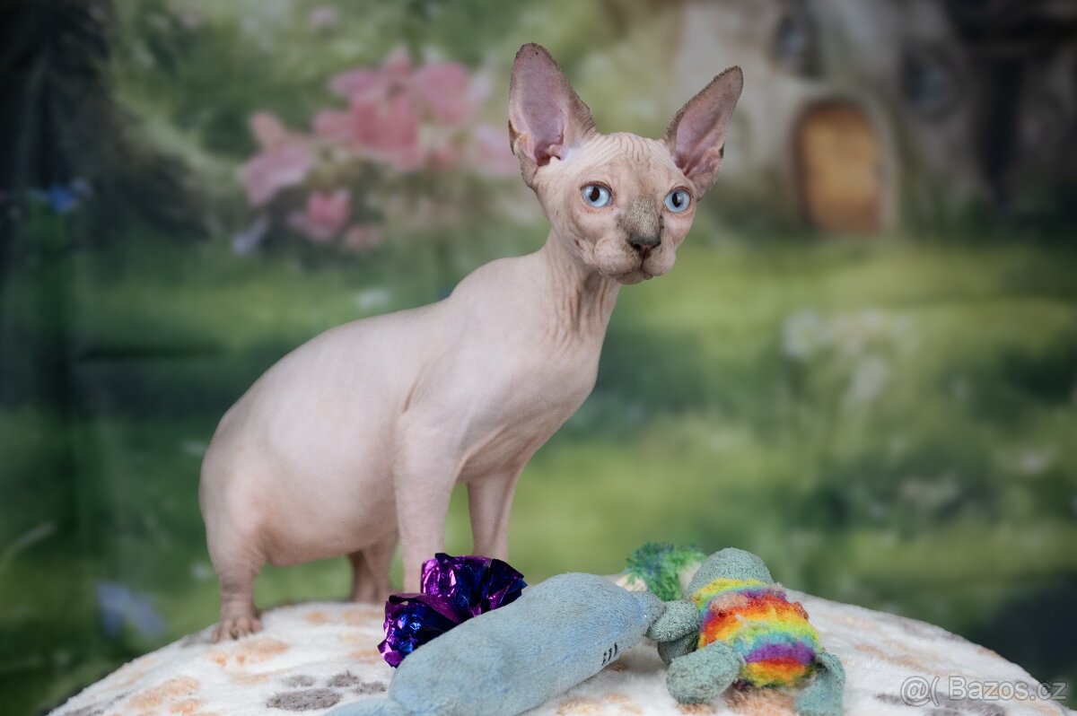 Kanadský sphynx koťátko kočička - 3