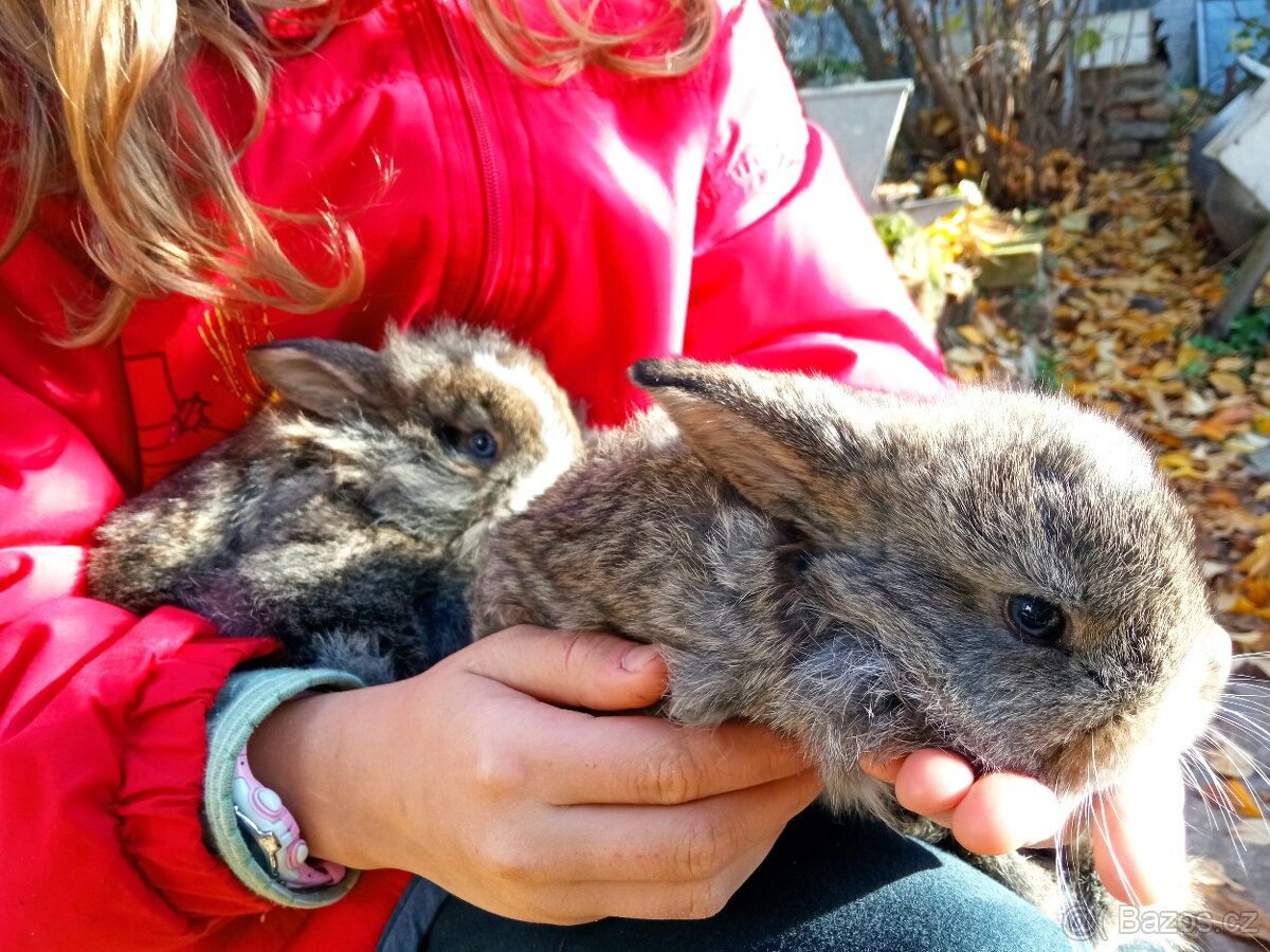 Zakrslý králík - 3