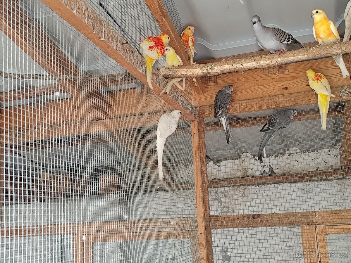 Papoušek zpěvavý - 3