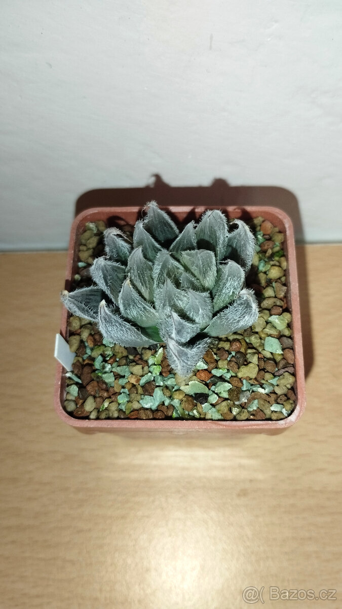 Haworthia Venusta ( sukulent ) - 3