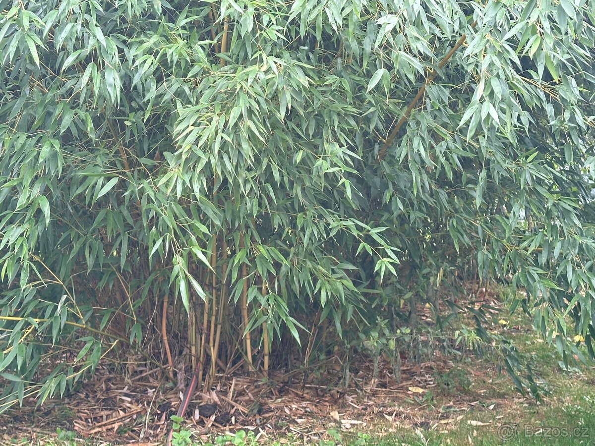 Zahradní bambus - 3