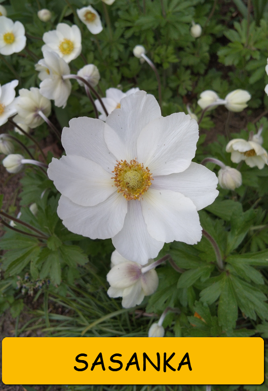 Odkopky trvalek a skalniček - 3