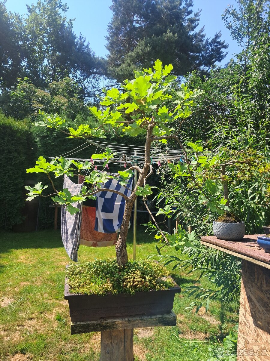 Bonsaj,bonsai Dub - 3