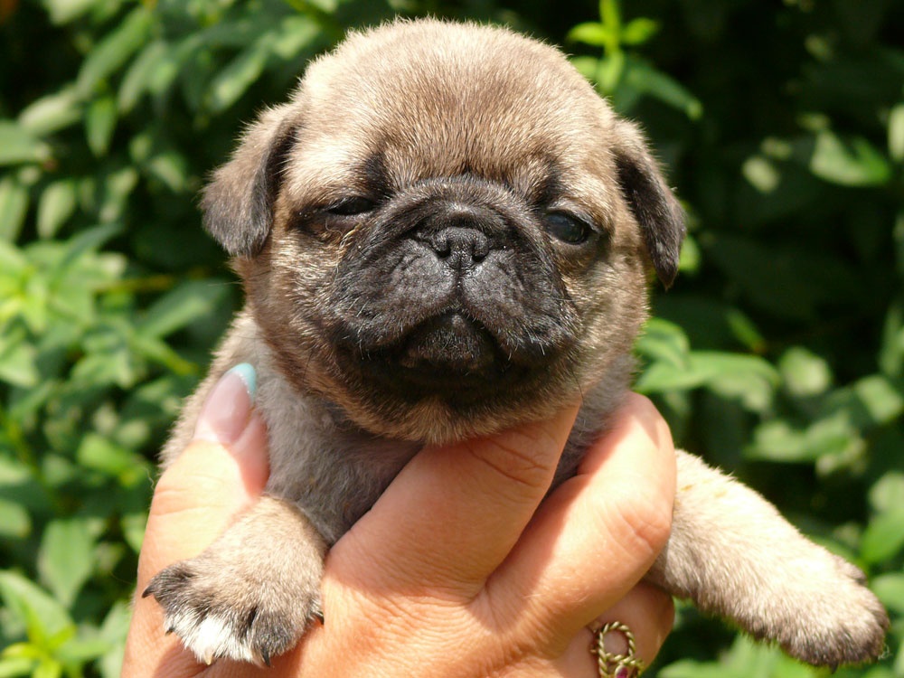 Mops - Štěňátka - 3