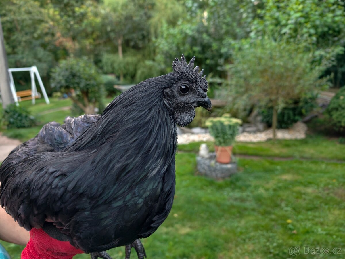 Cemani kohout - 3