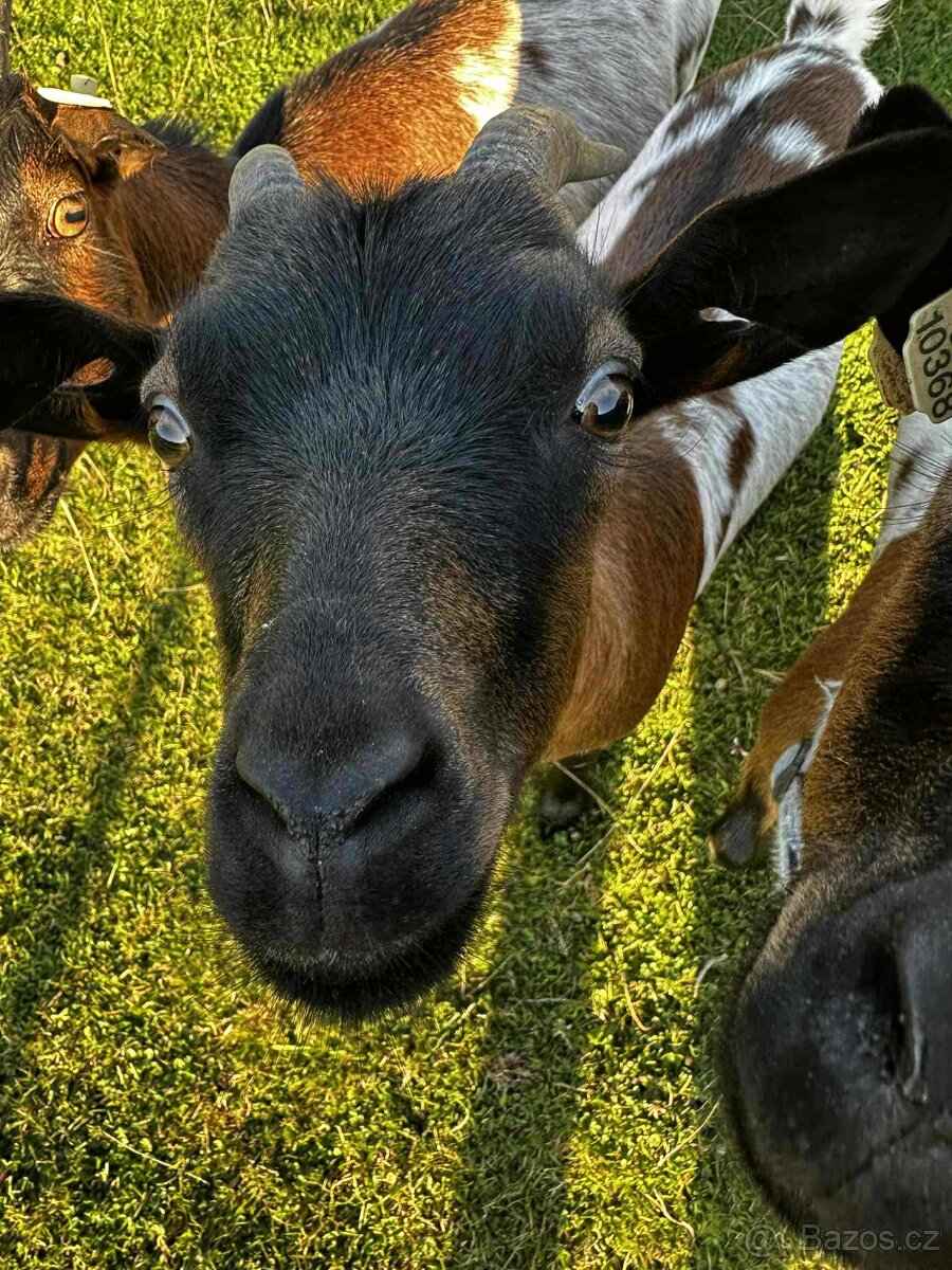 Holandská zakrslá koza s PoP - 3