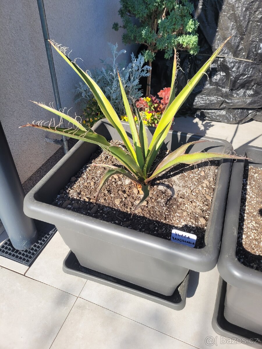 Yucca Carnerosana + Yucca Faxoniana včetně květináčů - 3