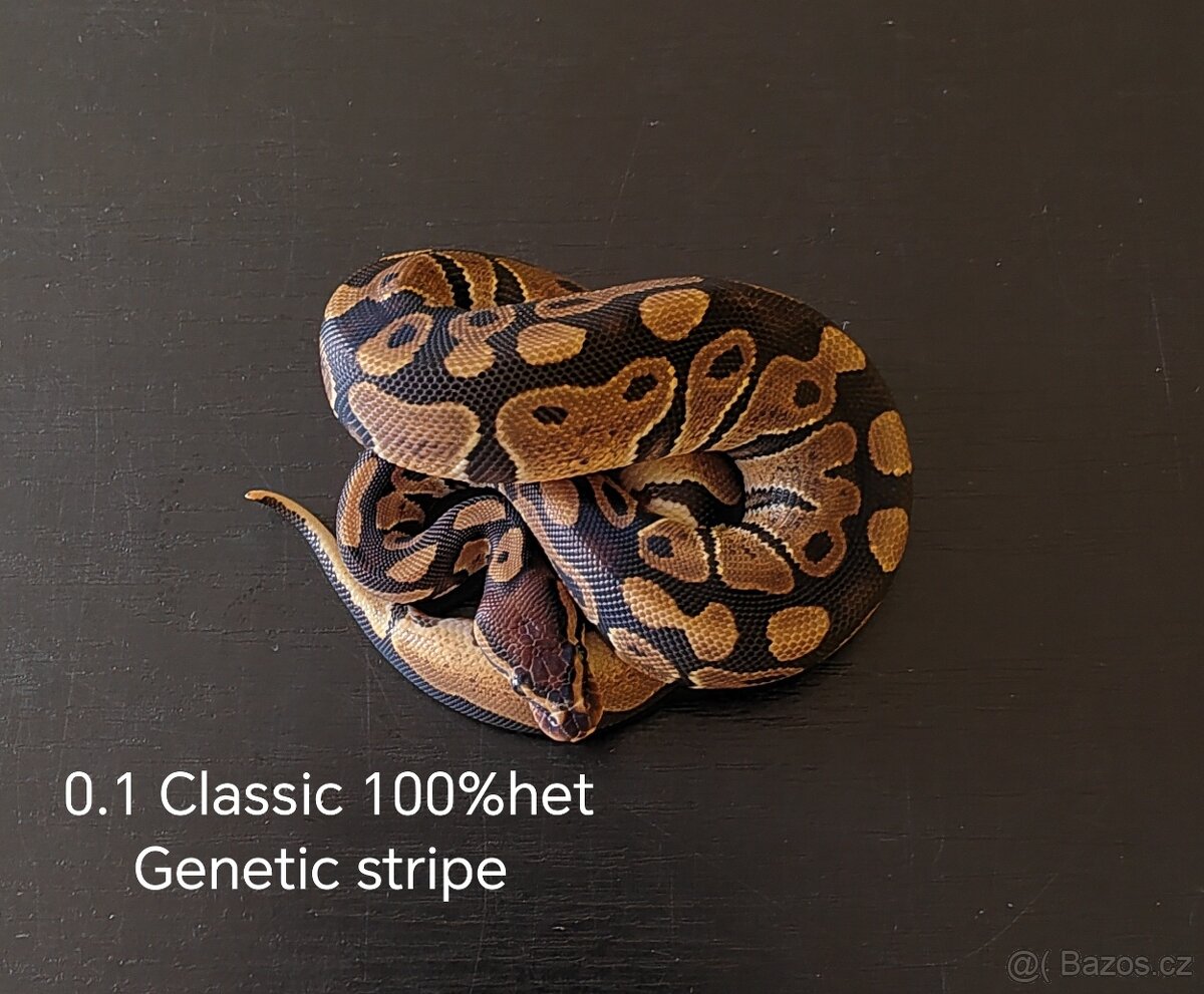 Krajta královská - 3