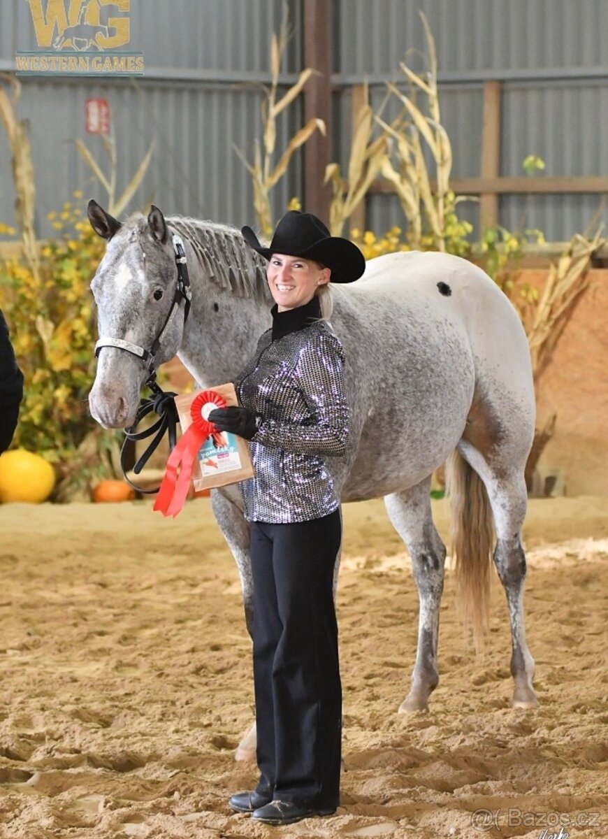 Appaloosa Valach na prodej - 3