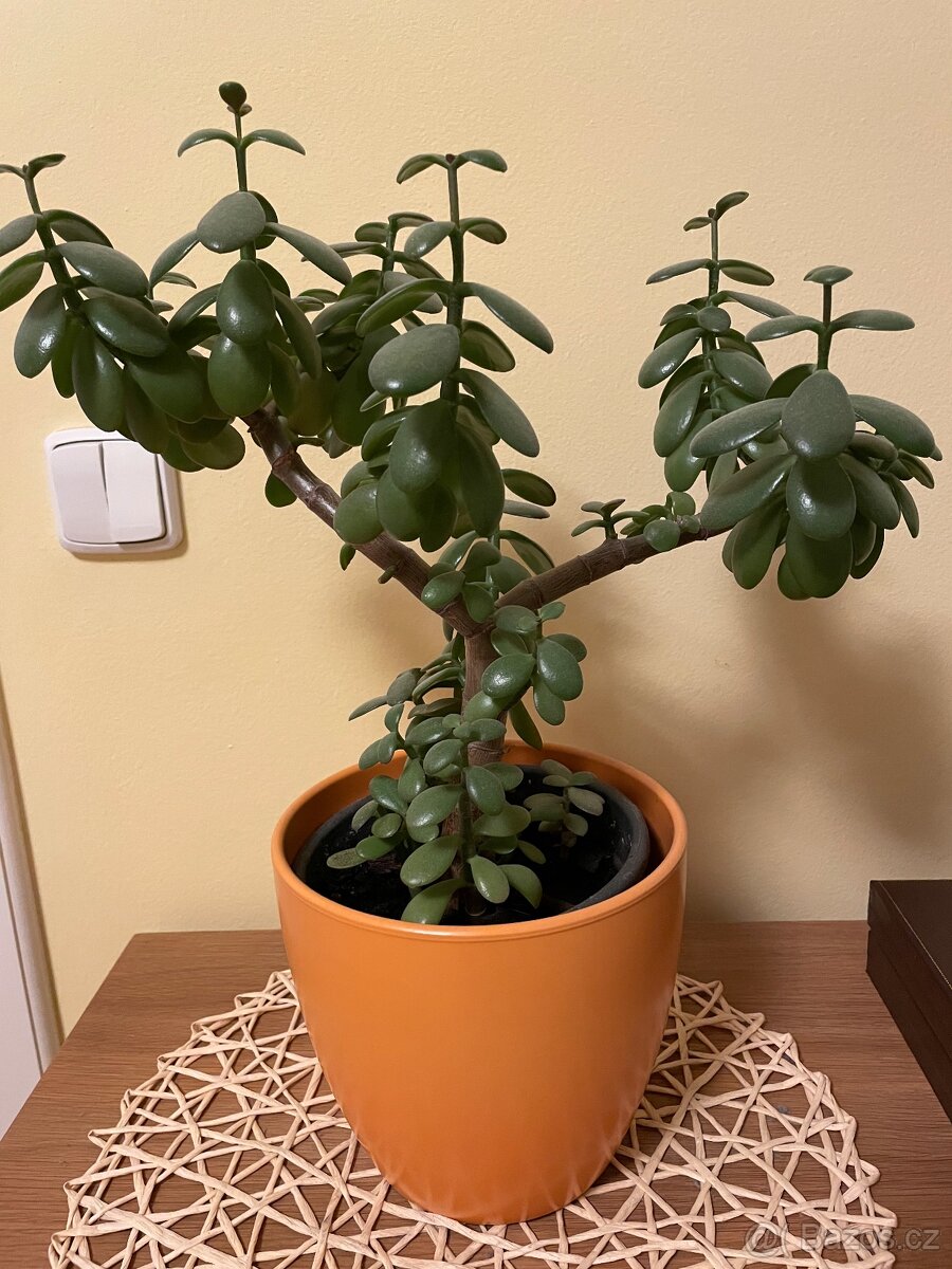 Rostlina Tlustice - 3