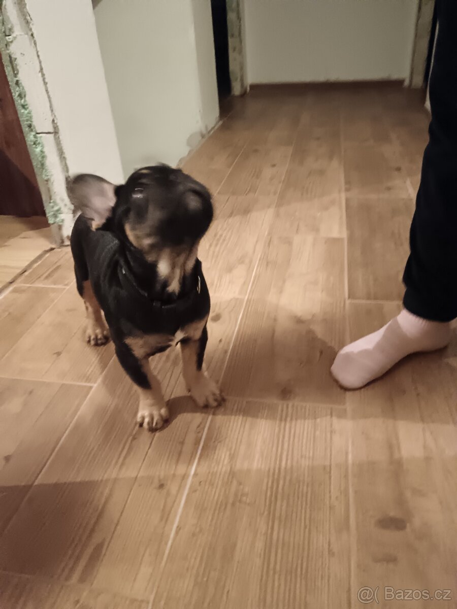 Francouzský buldocek - 3