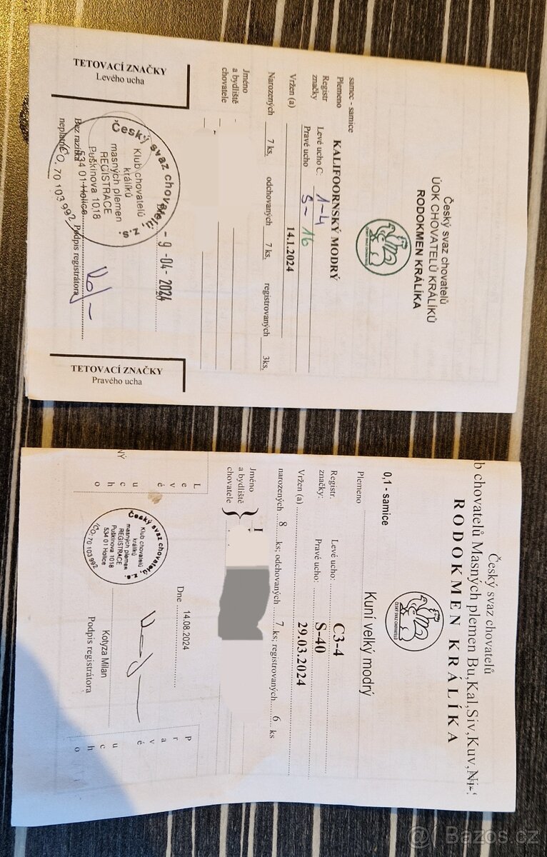 Kalifornský modrý a Kuní velký modrý - 3