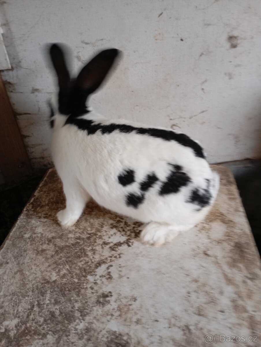 Prodám německý obrovitý strakáč - 3