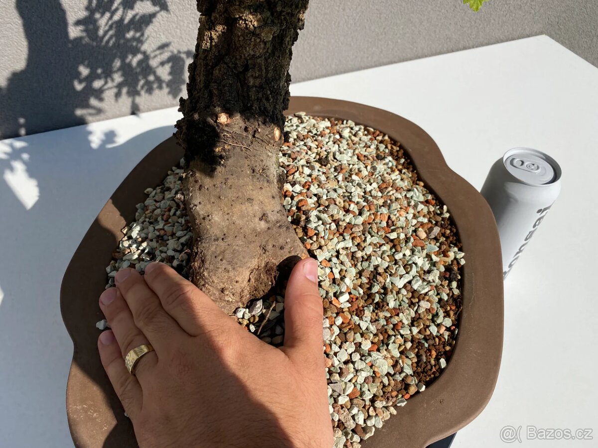 Bonsai Dub, Quercus - 3