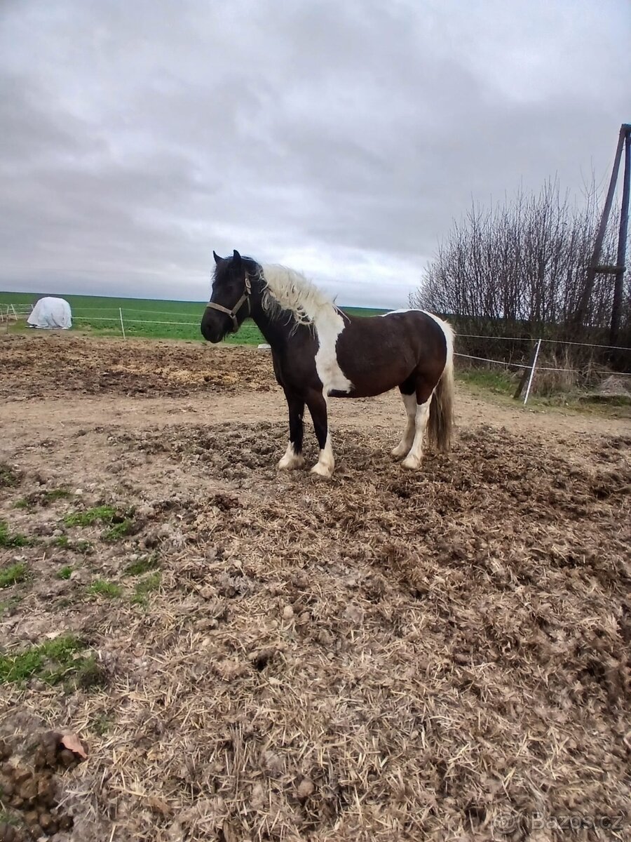 Prodám 5 letou kobylu Welsh - 3