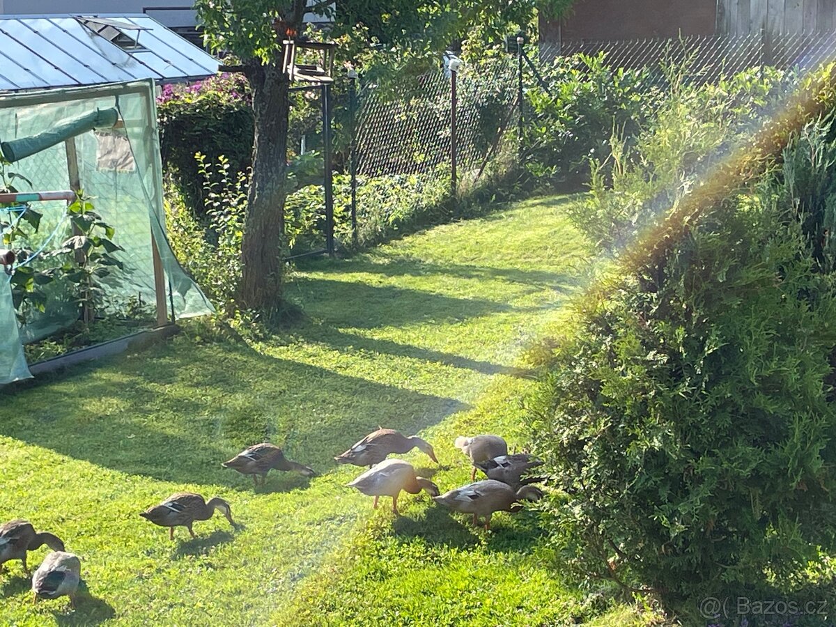 Indický běžec - 3