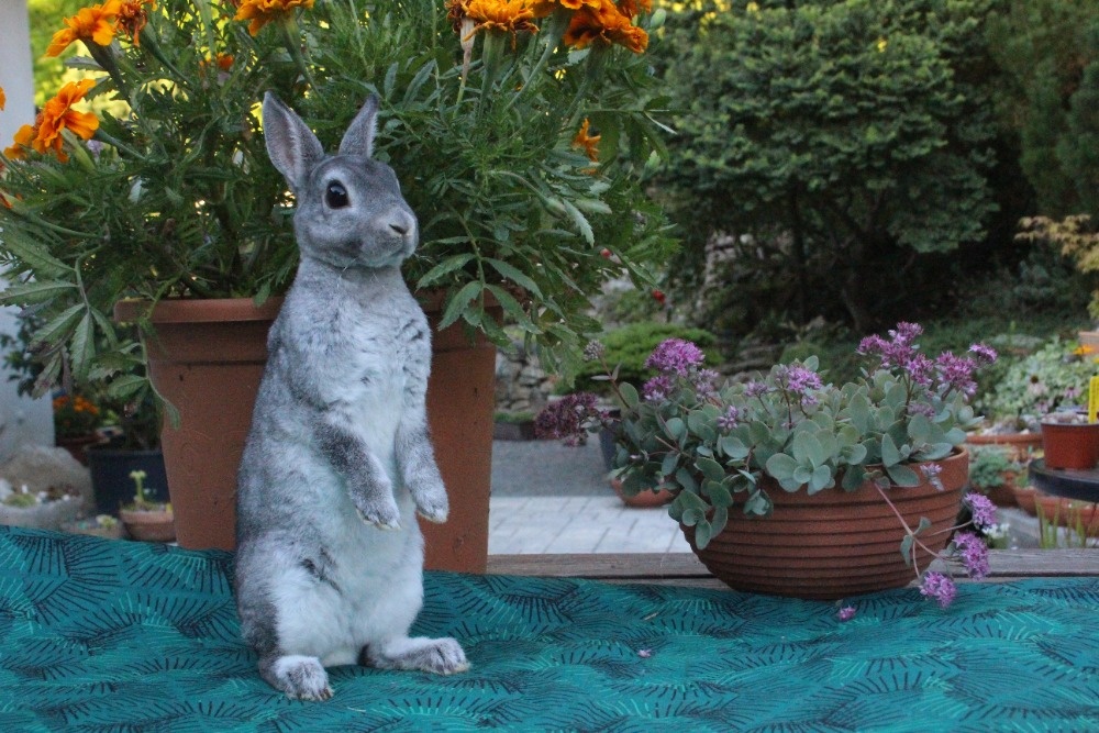 Zakrslý činčilový rex s PP - 3