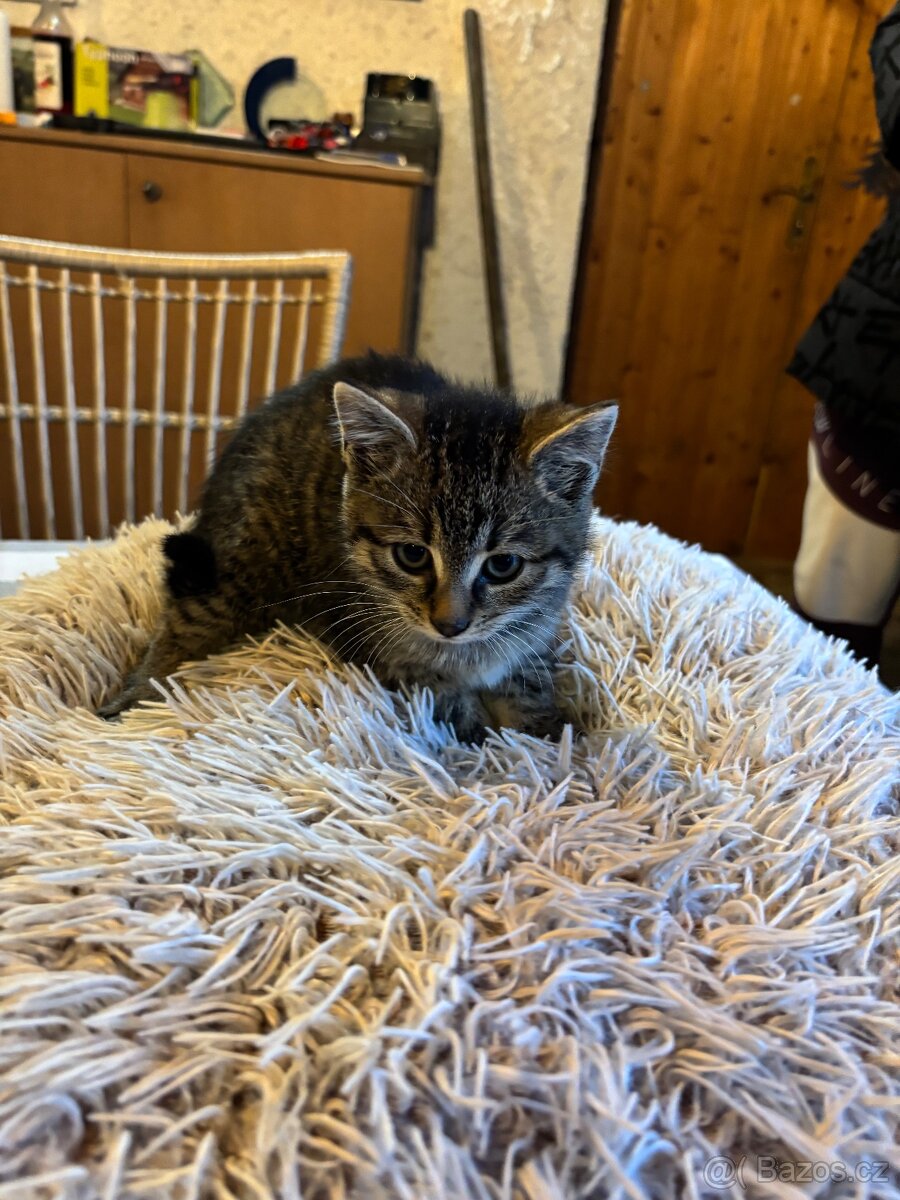 Koťátka k odberu - 3