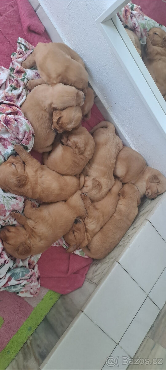 Zlaty retriver - odvěr k Vanocun - 3