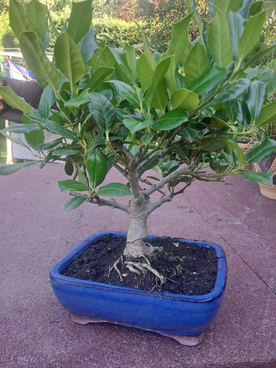 Bonsai,bonsaj Ilex - 3
