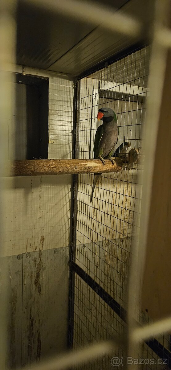 Alexandr Čínský - 3