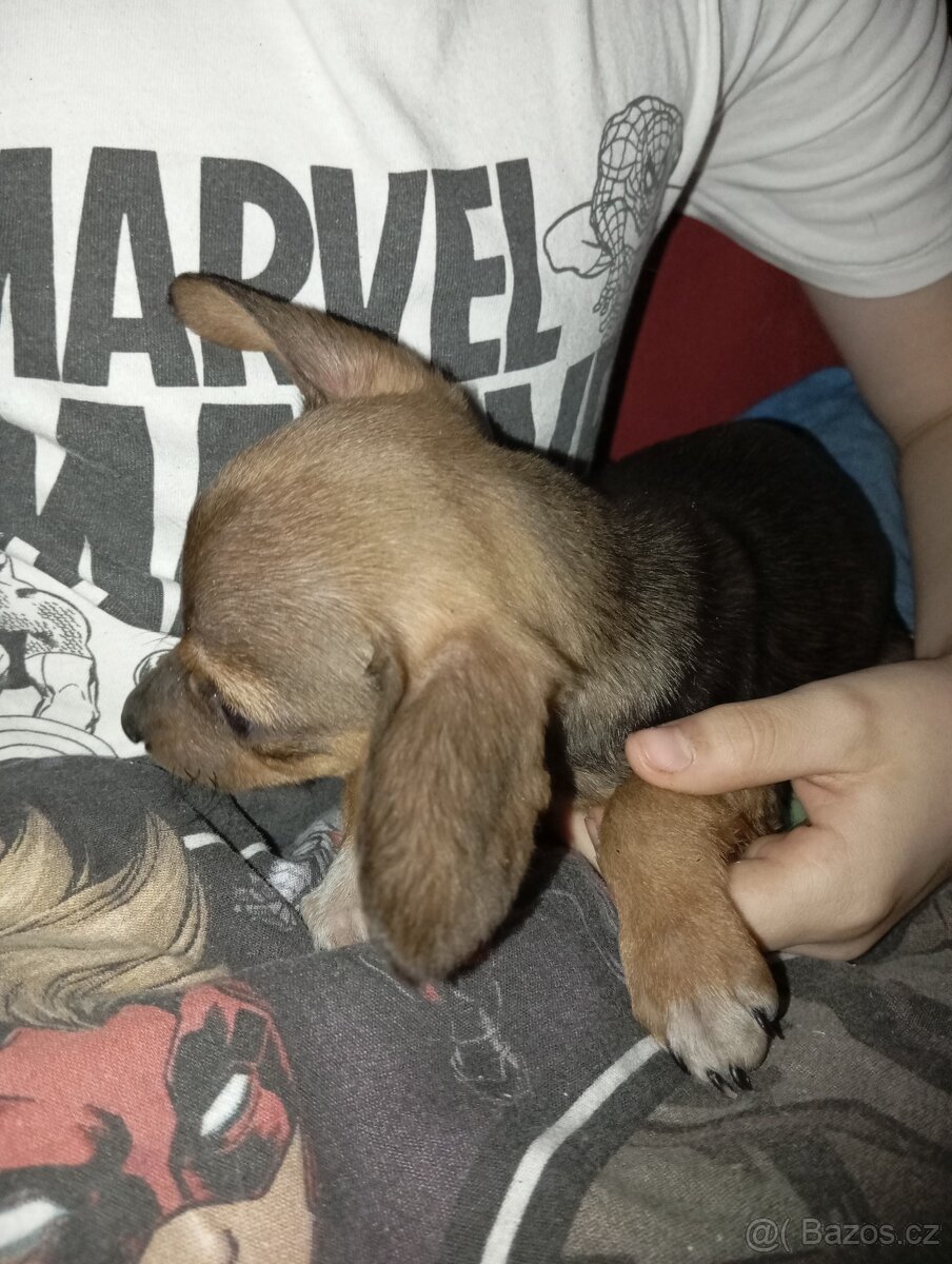 Štěňátko - 3