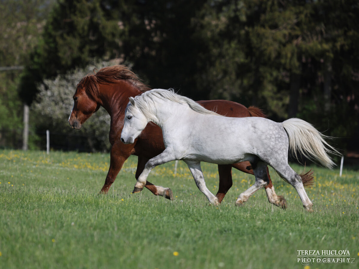 Welsh mountain pony, sekce A - 3