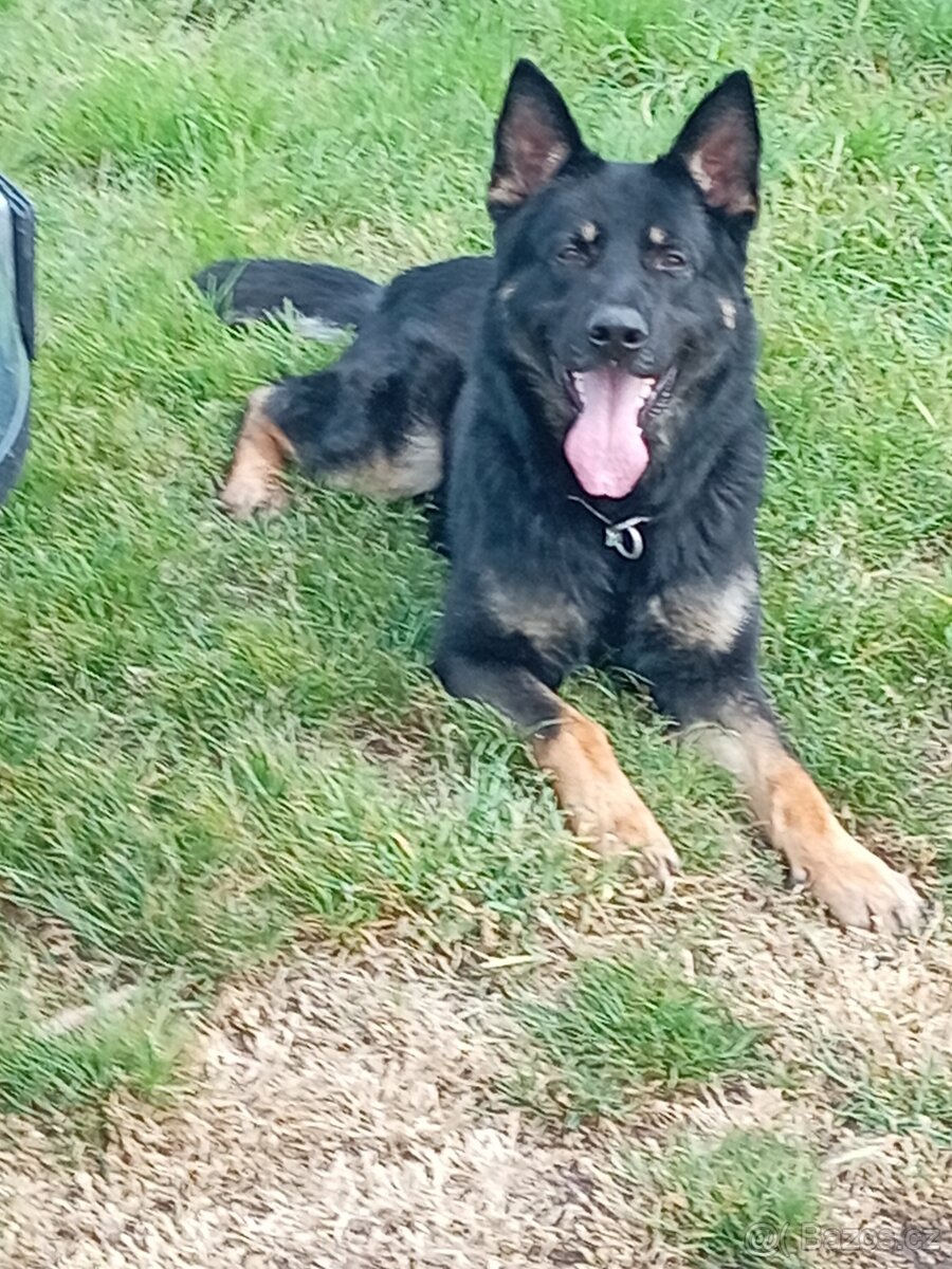 Německý ovčák - krycí pes - 3