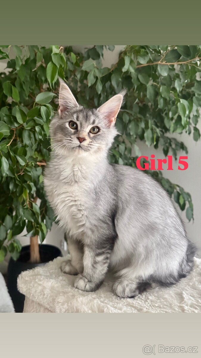 Mainská mývalí s PP - 3