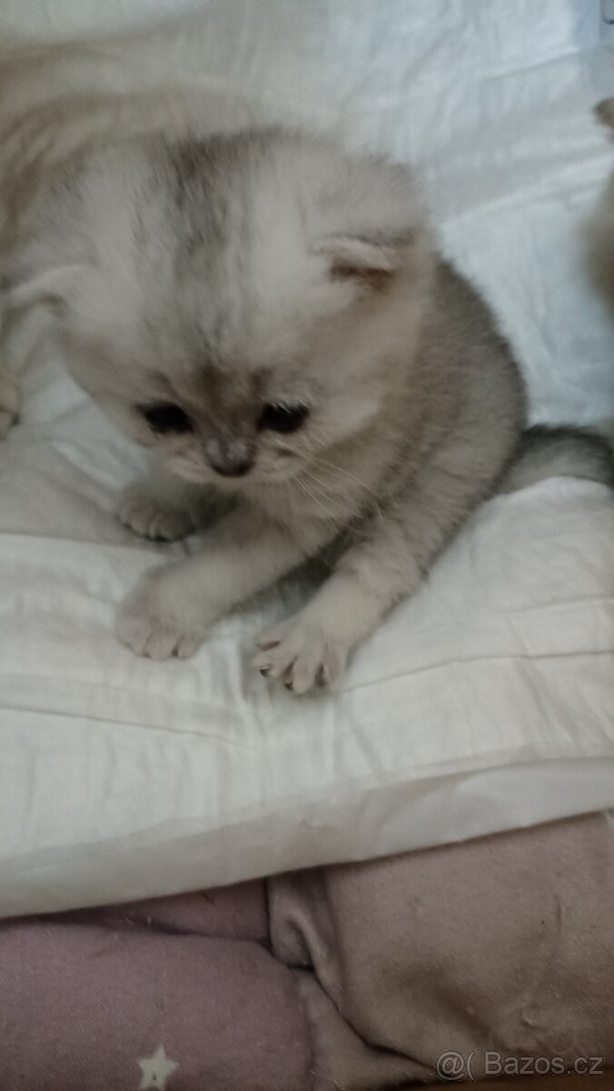 Britská whiskas a stříbřitá koťátka s PP - 3