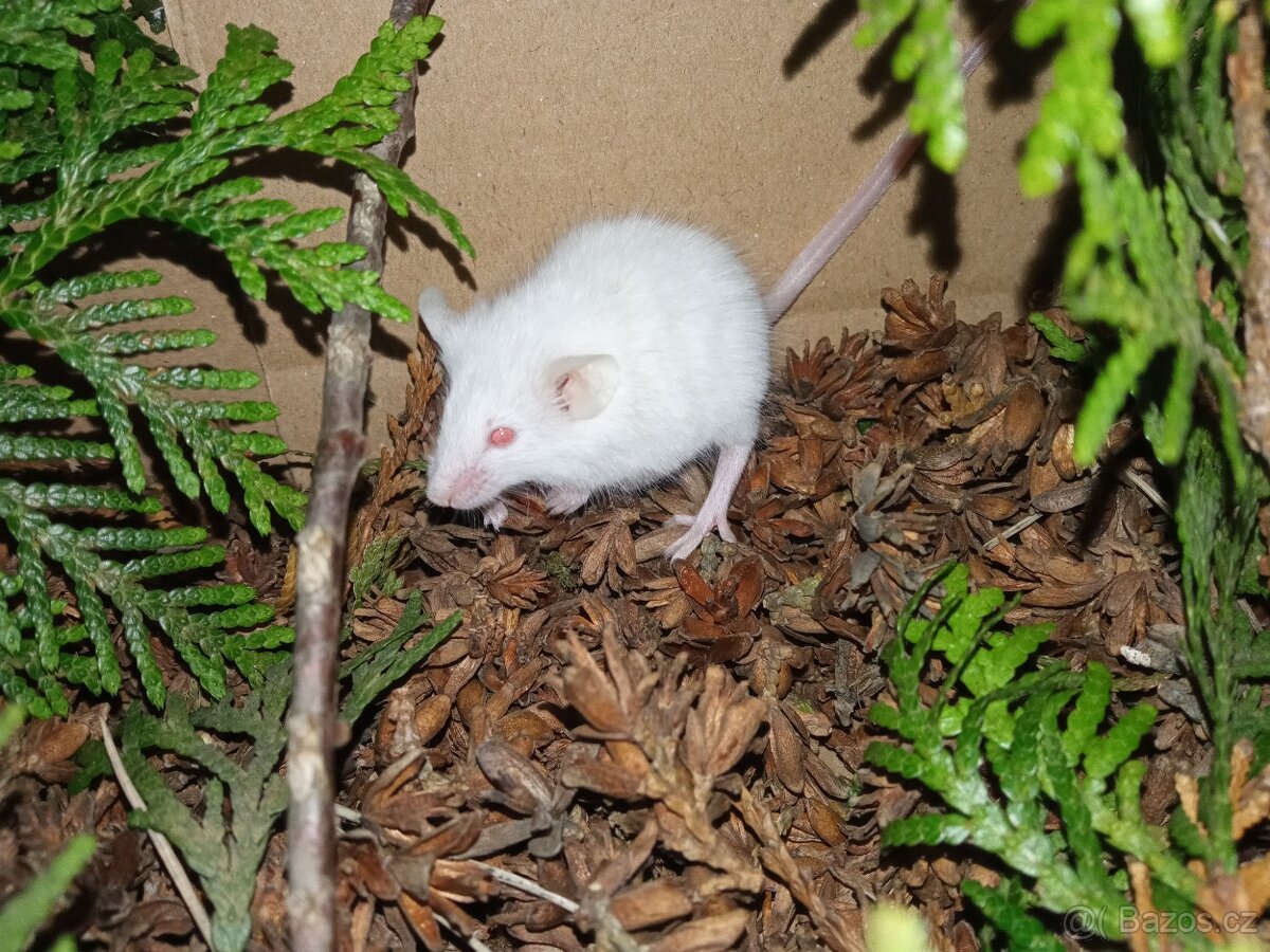 Myš laboratorní - 3