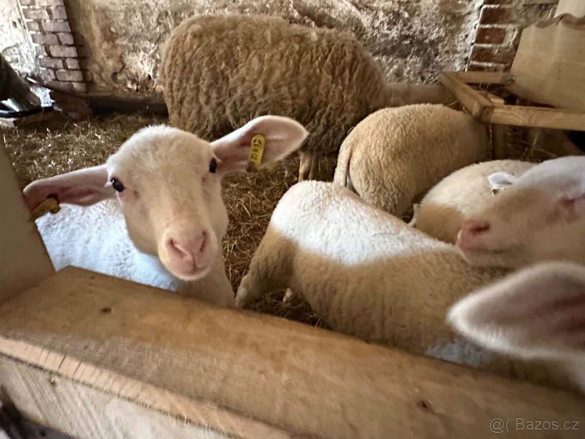 Jehňata VF - 3