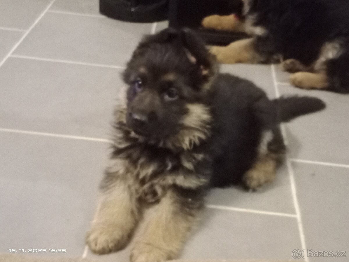 Německý ovčák štěňata - 3