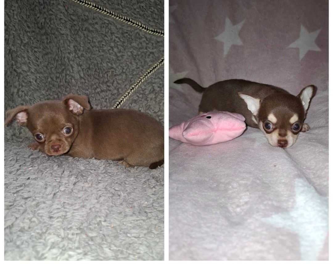 čivava šteniatka - 3