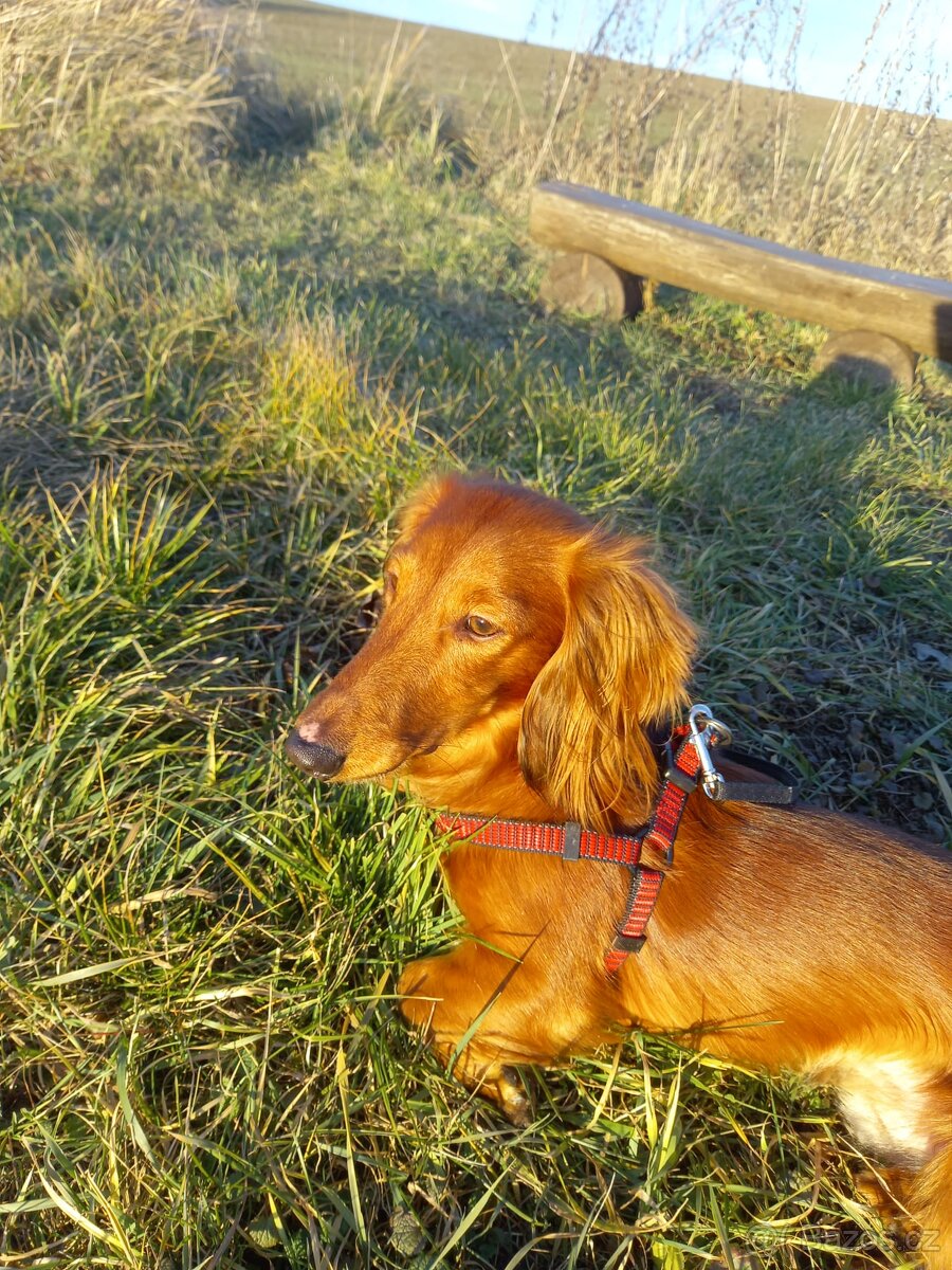 Dlouhosrstý trpasličí jezevčík ke krytí - 3