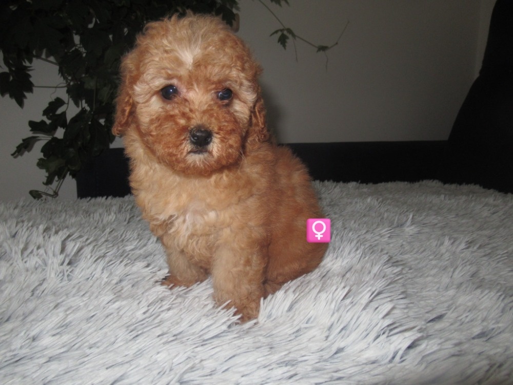 Maltipoo štěňátka - 3