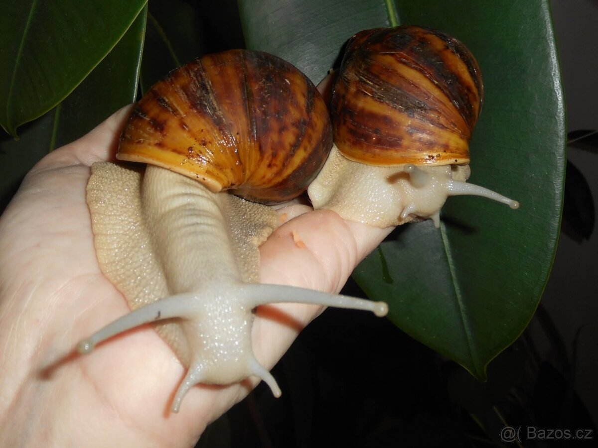 Africký šnek Archachatina marginata ovum Nigeria albino body - 3