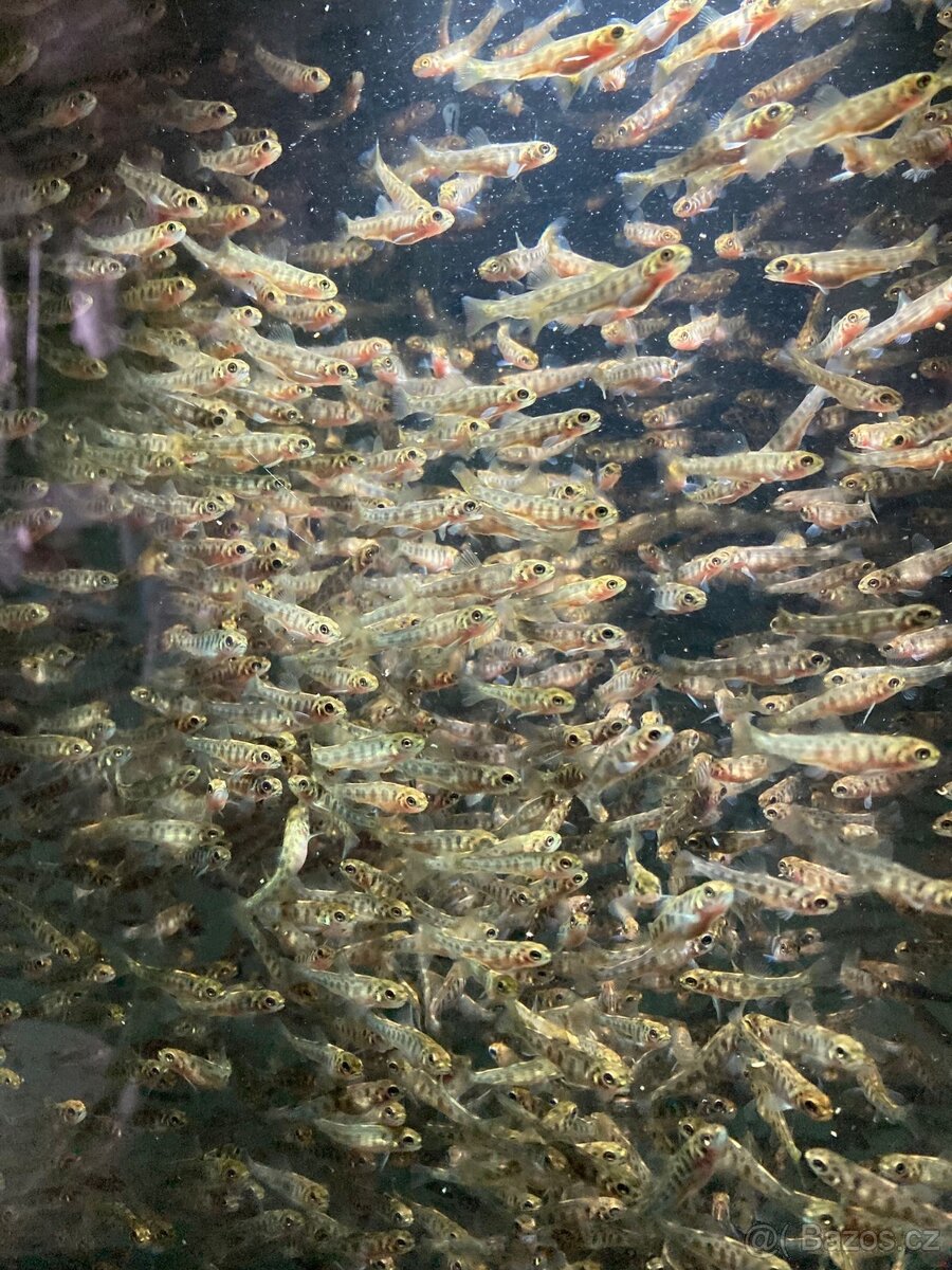 Pstruh násada - duhovy a potocni - 3