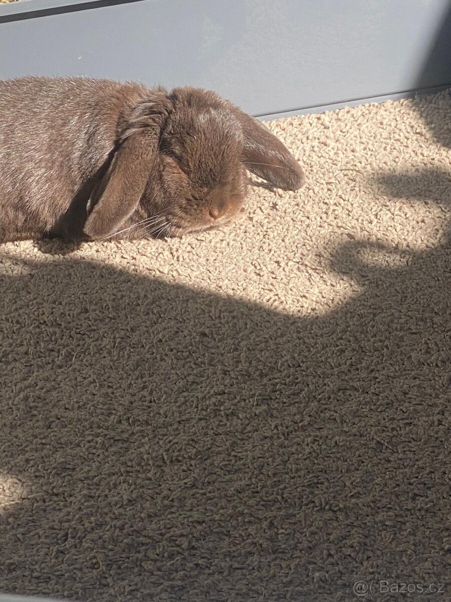 Beránek zakrslý králíček - 3