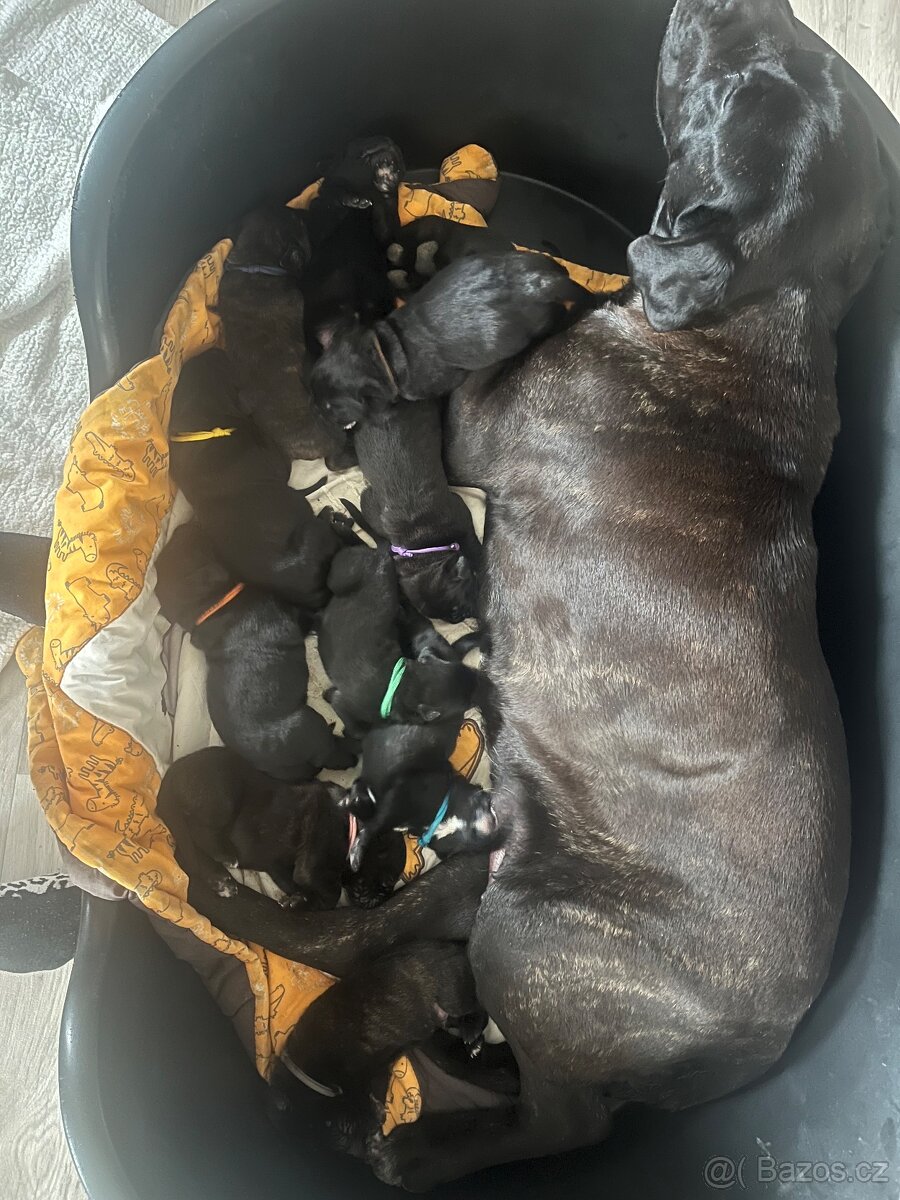 Cane corso - 3