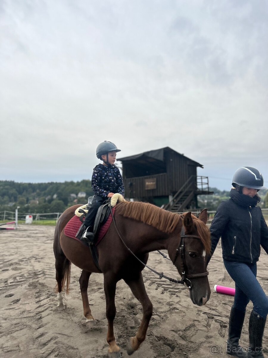 Tříletá klisna plemene slovenský sportovní pony - 3