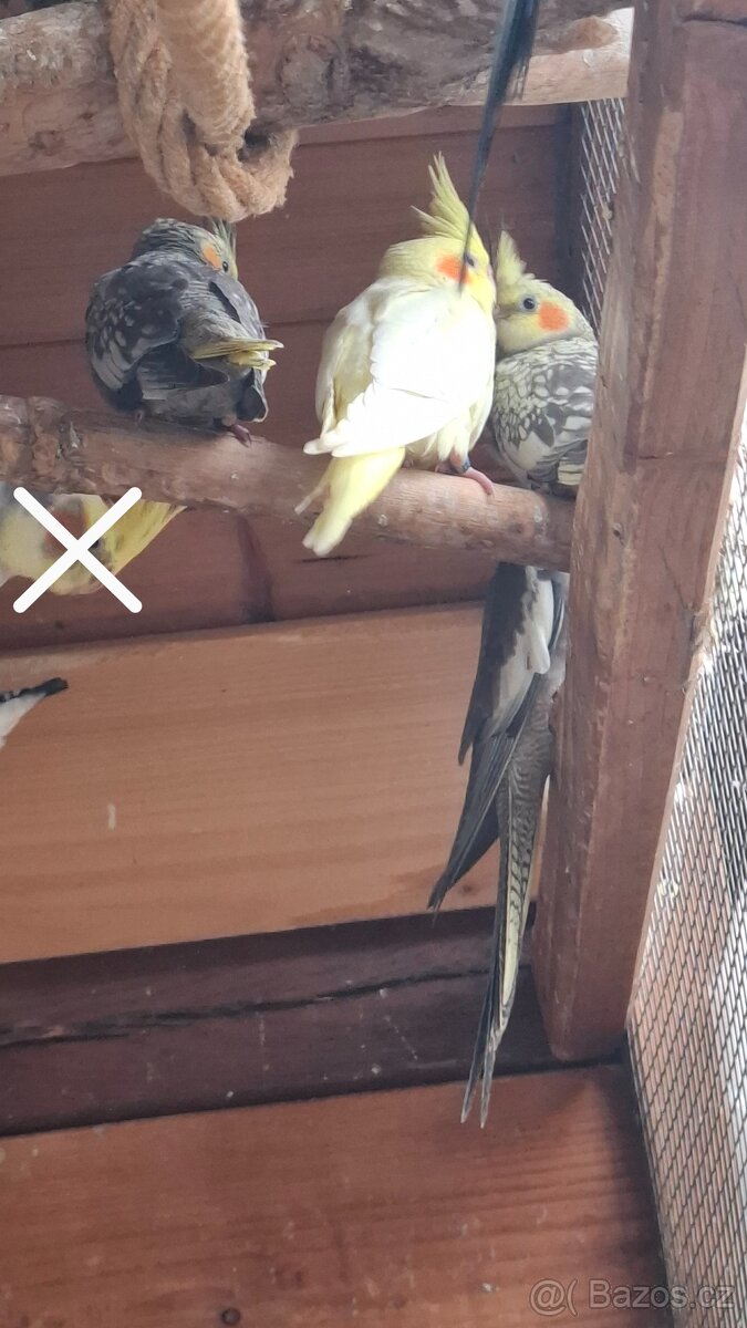 Korela chocholatá - 3