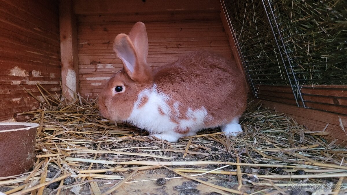 Meklenburský strakáč červený - samec 20 týdnů - 3